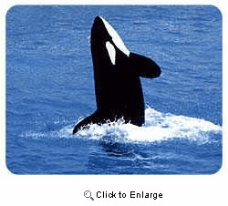 Whale Coasters