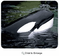 Whale Mousepad