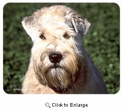 Wheaten Terrier Coasters