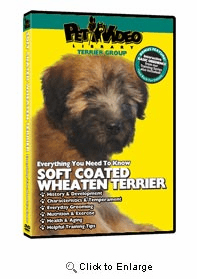 Wheaten Terrier Video