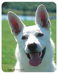 White German Shepherd Coasters