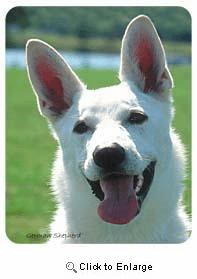White German Shepherd Coasters