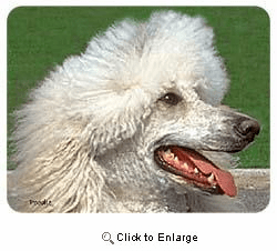 White Poodle Coasters