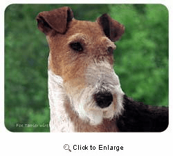 Wire Fox Terrier Coasters