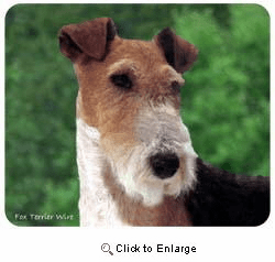 Wire Fox Terrier Mousepad