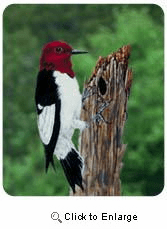 Woodpecker Mousepad