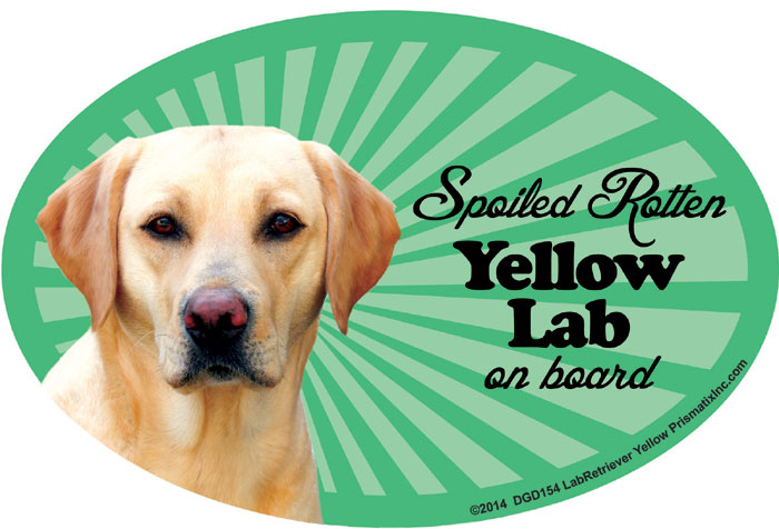 Yellow Lab Car Magnet - Spoiled Rotten