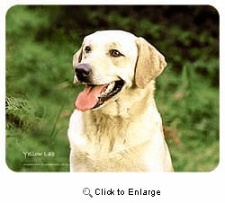 Yellow Lab Coasters