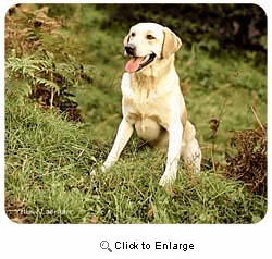 Yellow Lab Mousepad