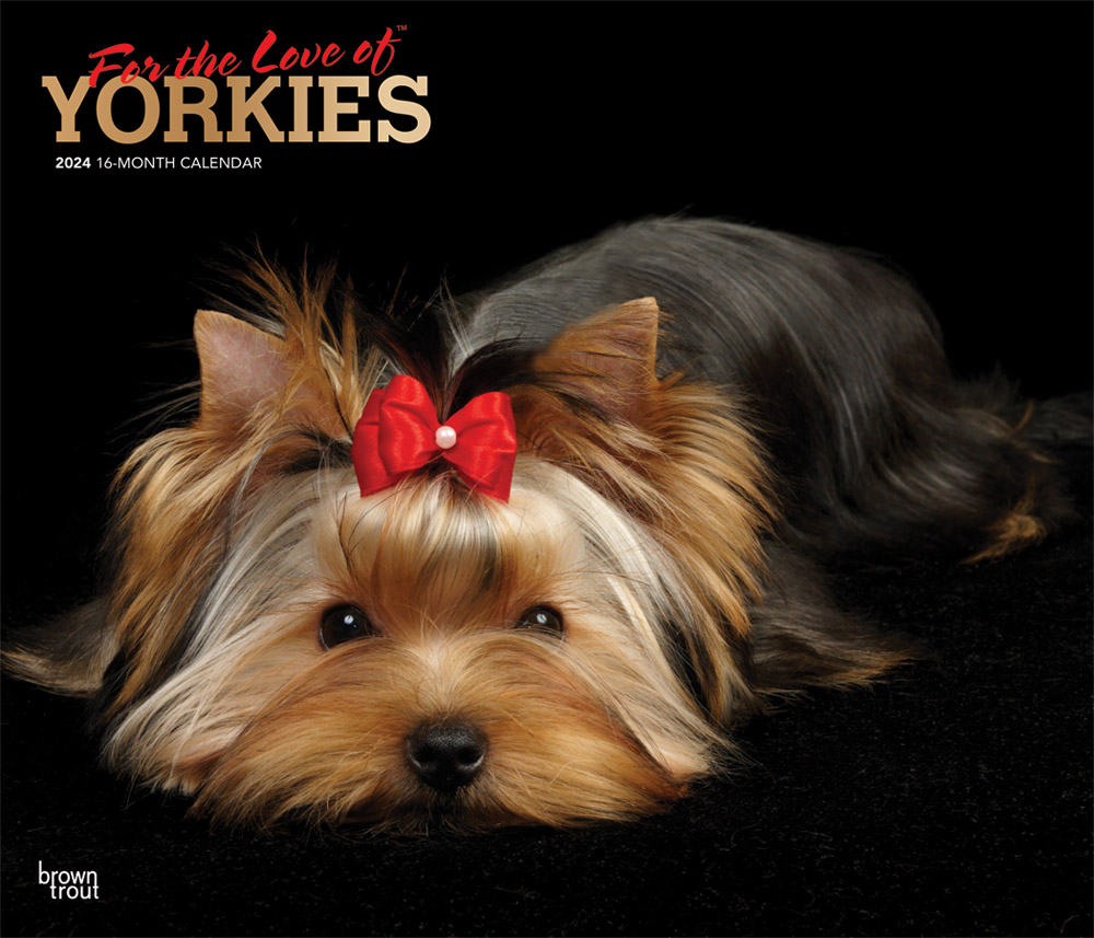 2024 Yorkshire Terriers Calendar, For the Love of Deluxe Foil