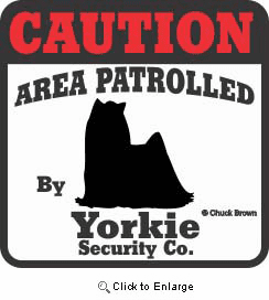 Yorkshire Terrier Bumper Sticker Caution