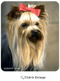 Yorkshire Terrier Mousepad