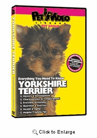 Yorkshire Terrier Video