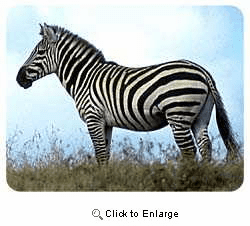 Zebra Coasters
