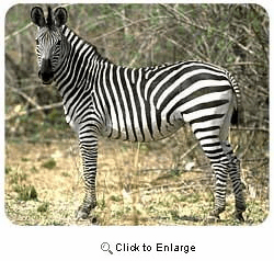 Zebra Mousepad