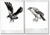 How to Draw Eagle and Hawk in Ink-wash Painting Vol. 11 - Taka no Byoho