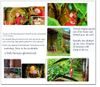 Secret World of Arrietty Picture Book, The  (US Version)
