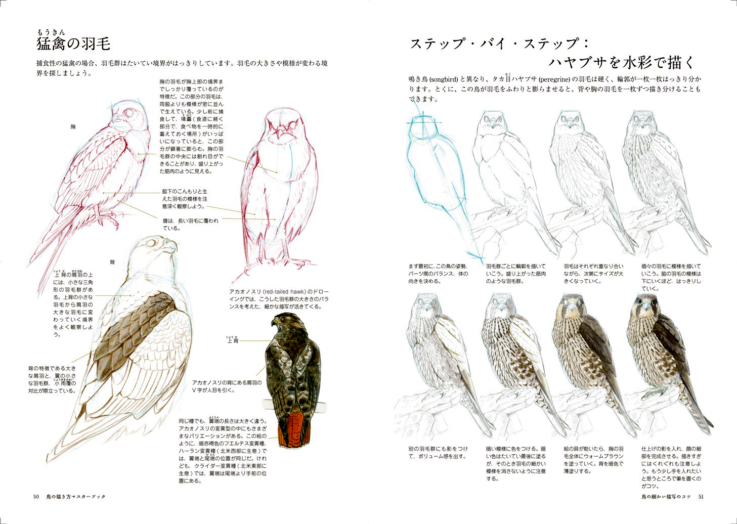 The Laws Guide to Drawing Birds Reference Book Anime Books