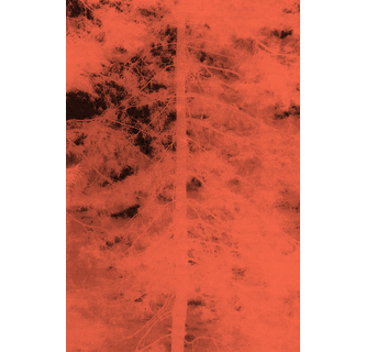 A Tree ARTBOOK | D.A.P. 2025 Catalog Books Exhibition Catalogues