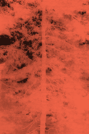A Tree