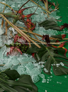 Abbas Akhavan: Variations on a Garden