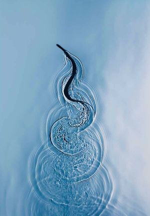 Adam Fuss: Water