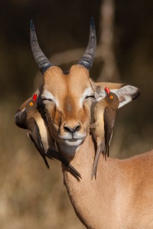 Africa: Discovering Wildlife Parks