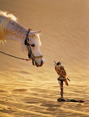 Al-Shaqab: The Legacy of Arabian Horses