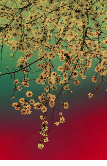 Albarr�n Cabrera: Windows to the Unexpected