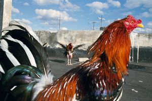Alex Webb and Rebecca Norris Webb on Street Photography and the Poetic Image