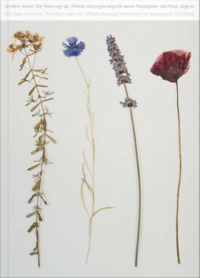 Alfredo Barsuglia: Rosa