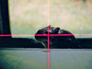 America: Films from Elsewhere