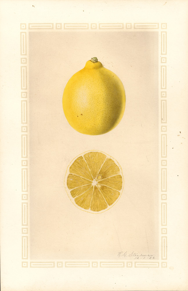 An Illustrated Catalog of American Fruits & Nuts ARTBOOK