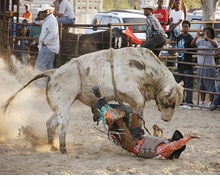 Andrea Robbins & Max Becher: Black Cowboys