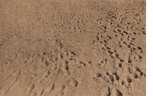 Anthony Hernandez: Beach Pictures, 1969-70