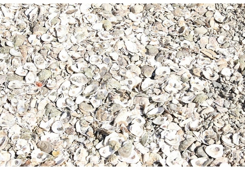 Artbook at Hauser & Wirth LA Bookstore presents Yasmine Ostendorf-Rodrguez and David Horvitz on 'Let's Become Fungal'