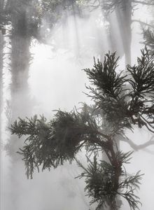 Ben Thorp Brown: Cura�s Garden