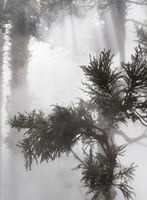 Ben Thorp Brown: Cura’s Garden