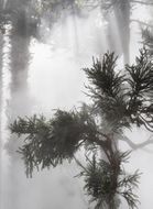 Ben Thorp Brown: Cura�s Garden