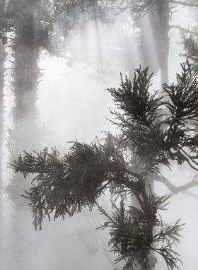 Ben Thorp Brown: Curas Garden