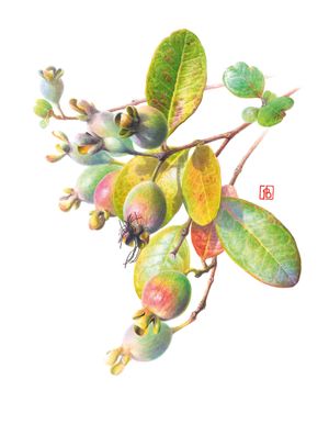 Botanical Beauty