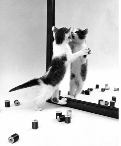 Cat personality beaming out in 'Walter Chandoha: Family Cats'