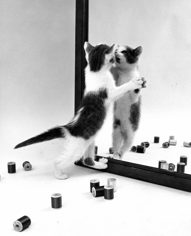 Cat personality beaming out in 'Walter Chandoha: Family Cats'