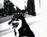 Christian Boltanski: Entendre Les Chiens