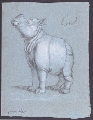 Clara the Rhinoceros