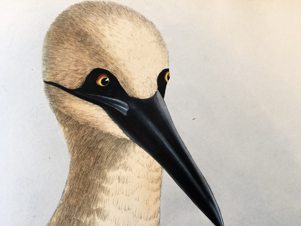Clark Winter Birds ARTBOOK | D.A.P. 2026 Catalog Books Exhibition