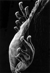 Claudia Fhrenkemper: Photomicrographs