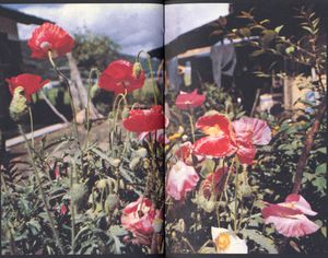 Daido Moriyama: Tales of Tono