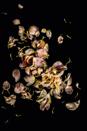 Dale Grant: Fading Beauty