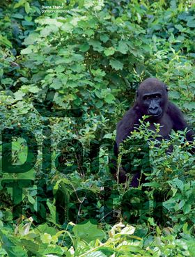 Diana Thater: Gorillagorillagorilla